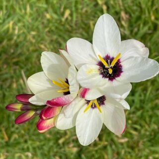 Delicate Flowers