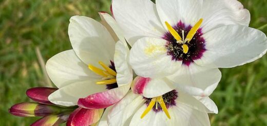 Delicate Flowers