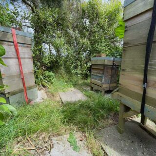 Hives
