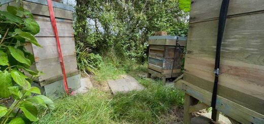 Hives