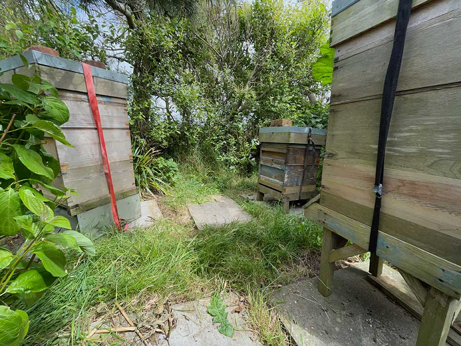 Apiary Manipulations - A Simple Life of Luxury