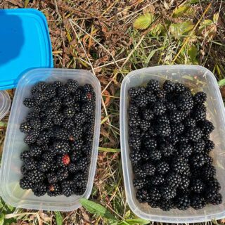 Hedgerow Harvest