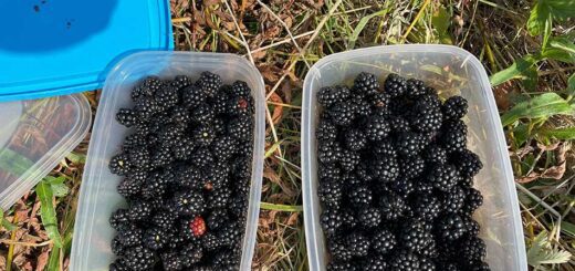 Hedgerow Harvest