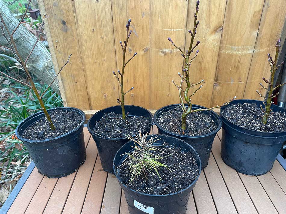 Bonsai Seedlings A Simple Life of Luxury