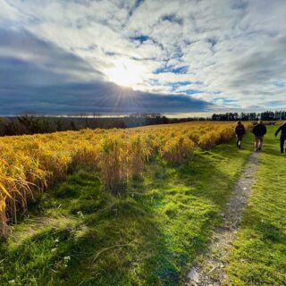 Miscanthus Field