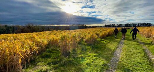 Miscanthus Field