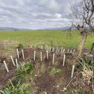 Trees All Planted