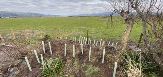 Trees All Planted