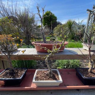 Bonsai Bench
