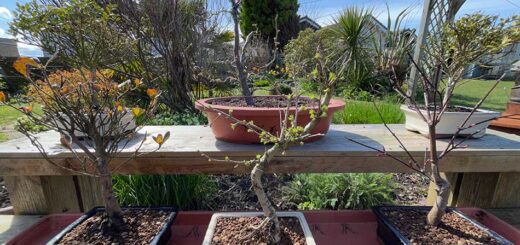 Bonsai Bench