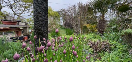 Chives