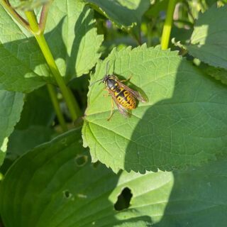 Hoverfly