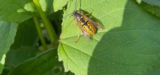 Hoverfly