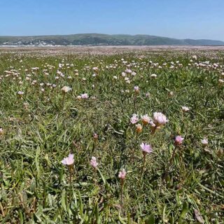 Sea Pink