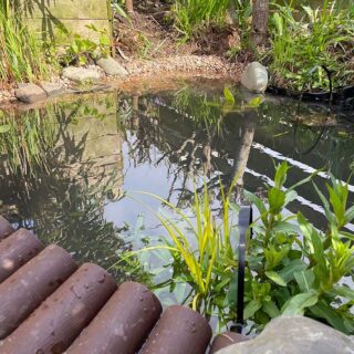 Wildlife Pond