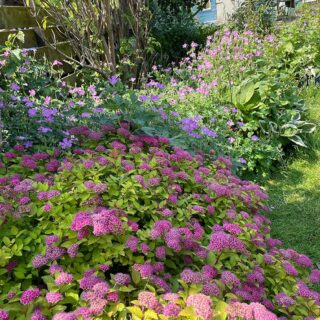 Pretty Border