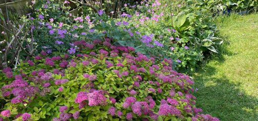Pretty Border