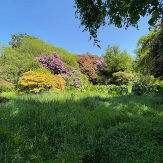 A Woodland Stroll