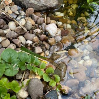Bee Pool Party