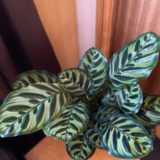 Calathea