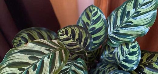 Calathea