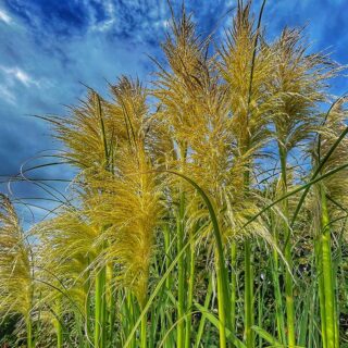 Pampas Grass in the Garden