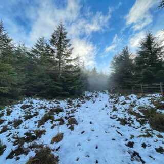 Through the Forest