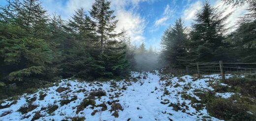 Through the Forest