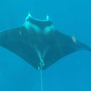 Manta Ray