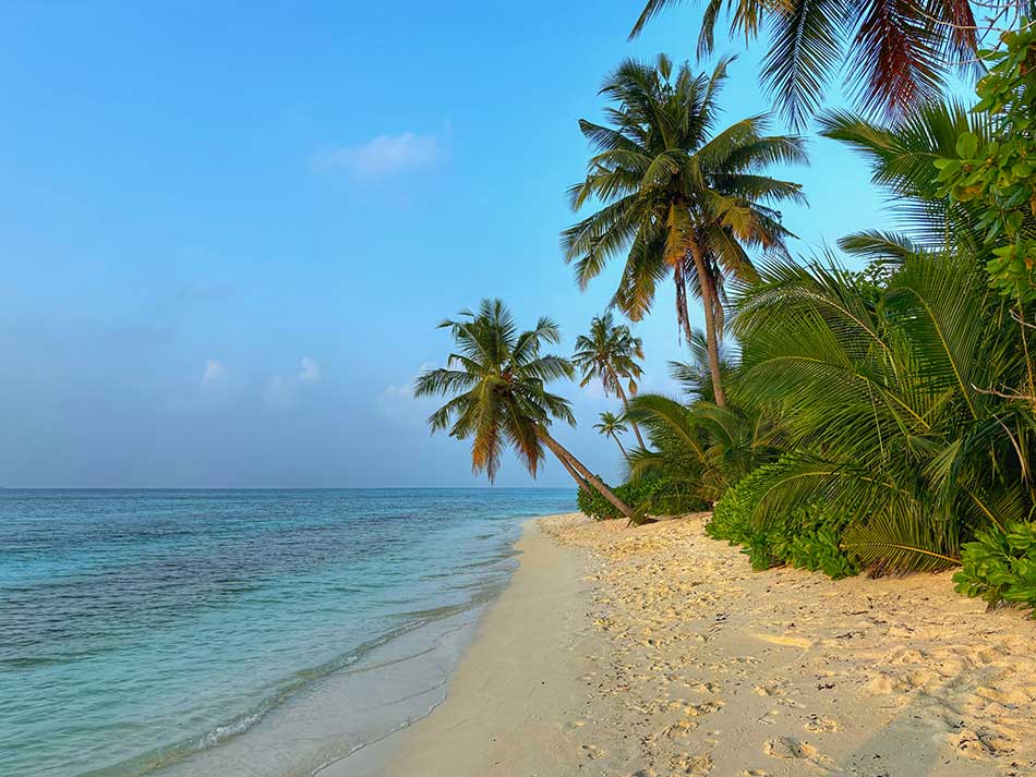 Tropical Paradise