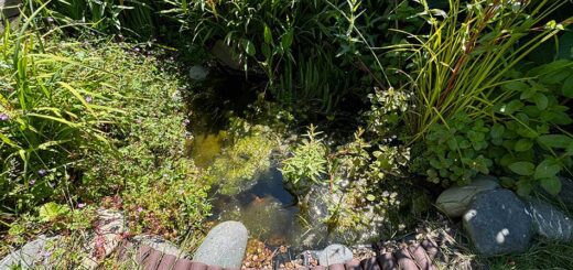 Garden Pond