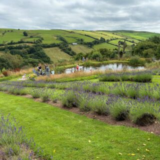 Lavender Farm