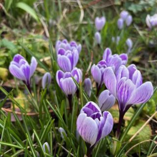 Crocuses