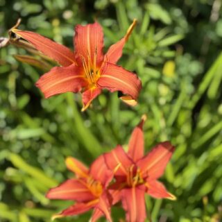 Day Lily