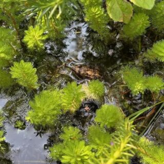Common Frog