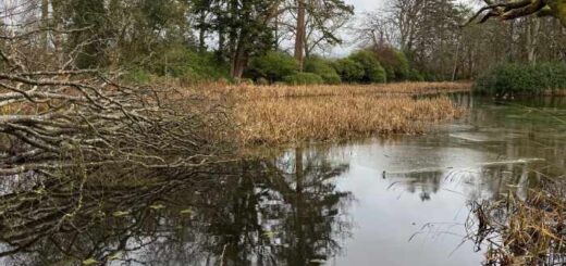 The Lake