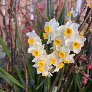 Daffodils