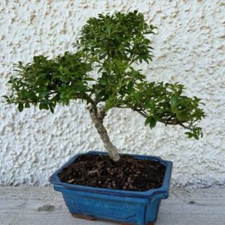 New Bonsai