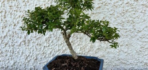 New Bonsai