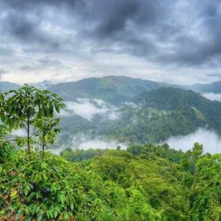 Rainforest Vistas