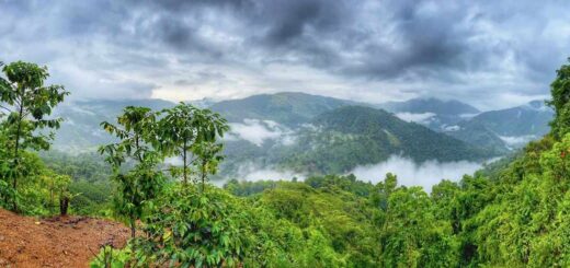 Rainforest Vistas