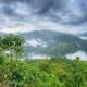 Rainforest Vistas