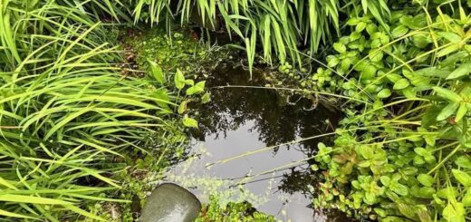 Wildlife Pond