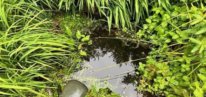 Wildlife Pond
