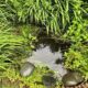 Wildlife Pond