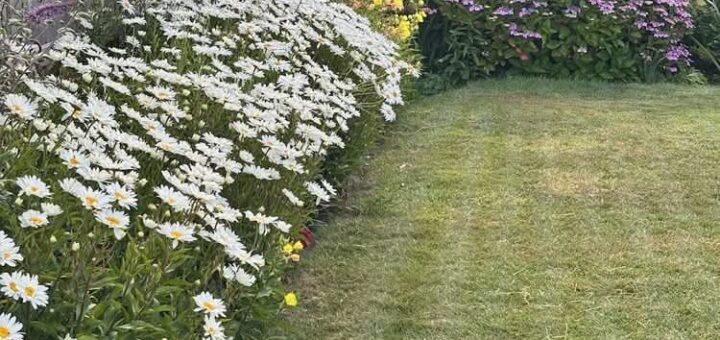 Our Garden