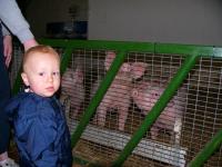 Pigs at Fantasy Farm Park