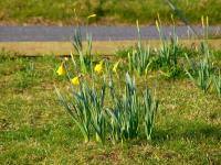 Daffodils