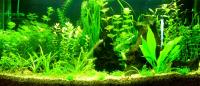 Planted Aquarium