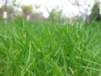 lawn mowing